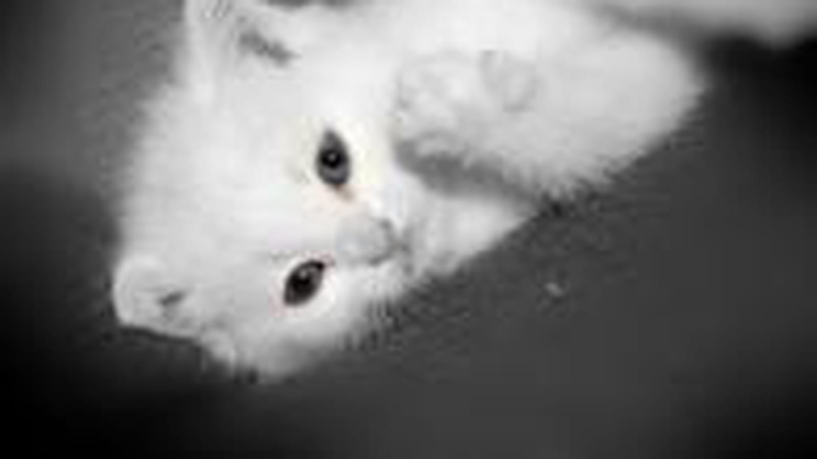 Noir et blanc