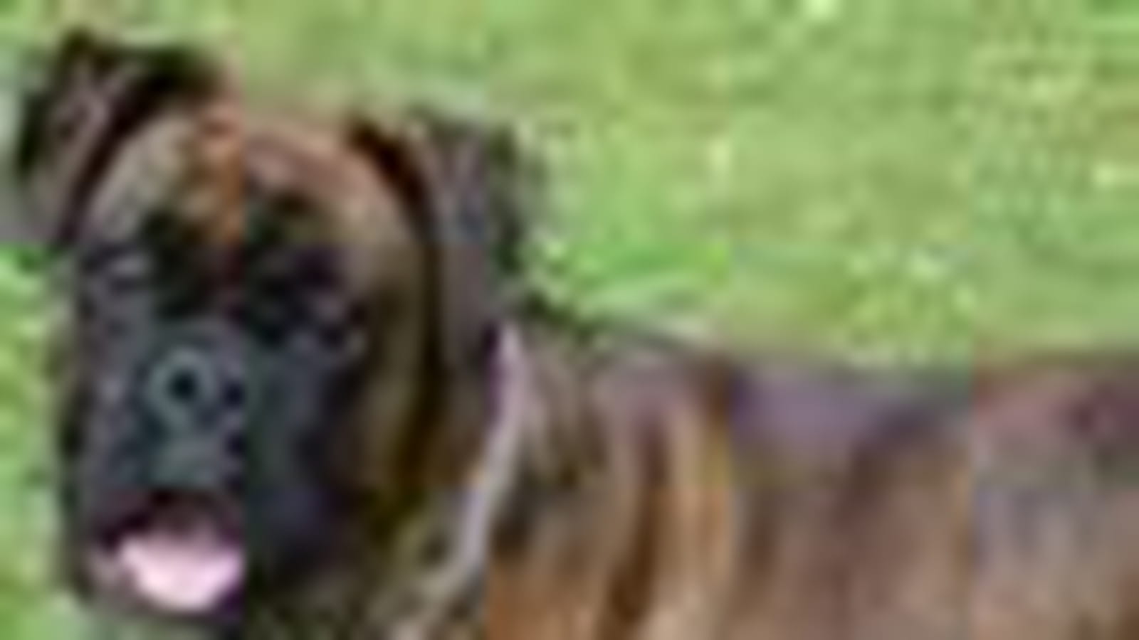 Boxer