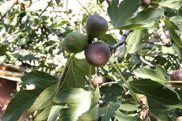 De belles figues