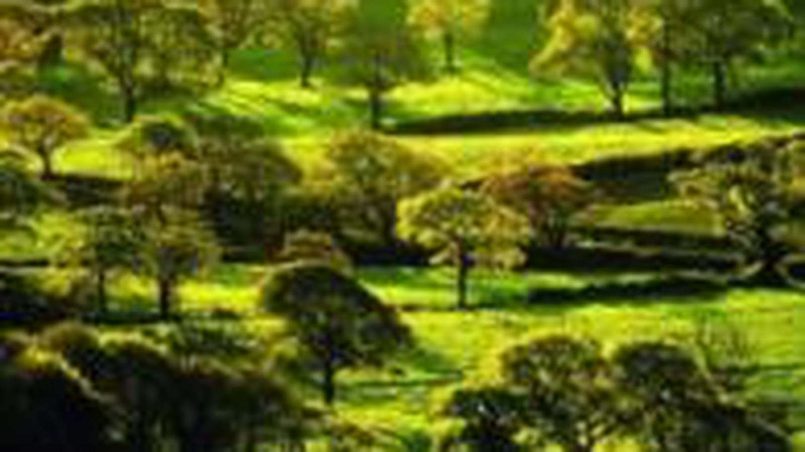 Arbres