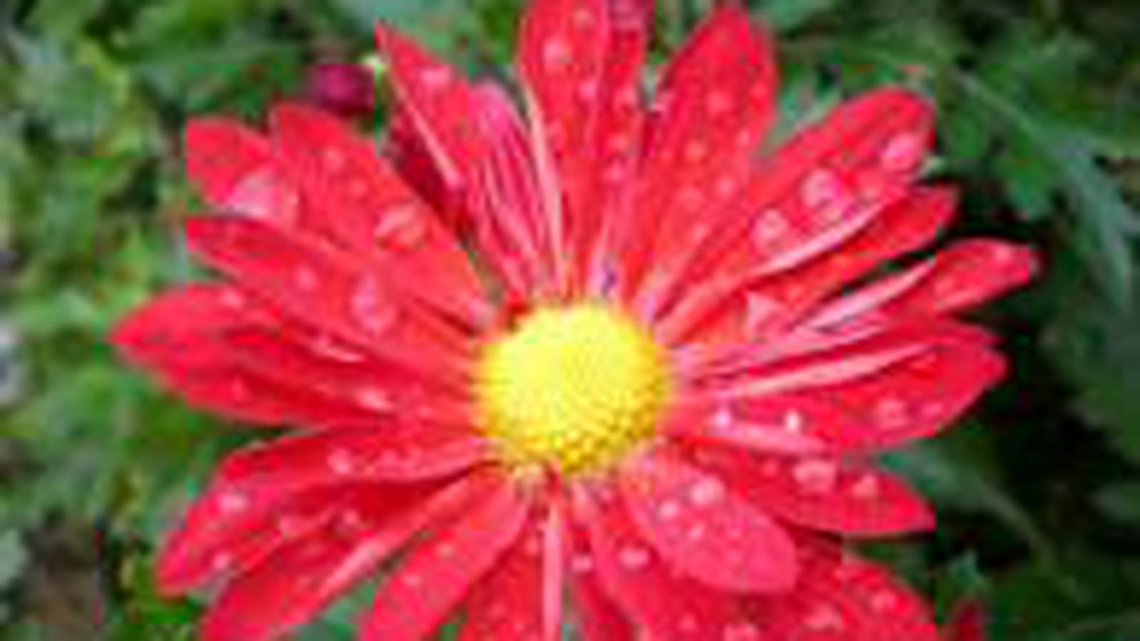 Chrysanthème rouge