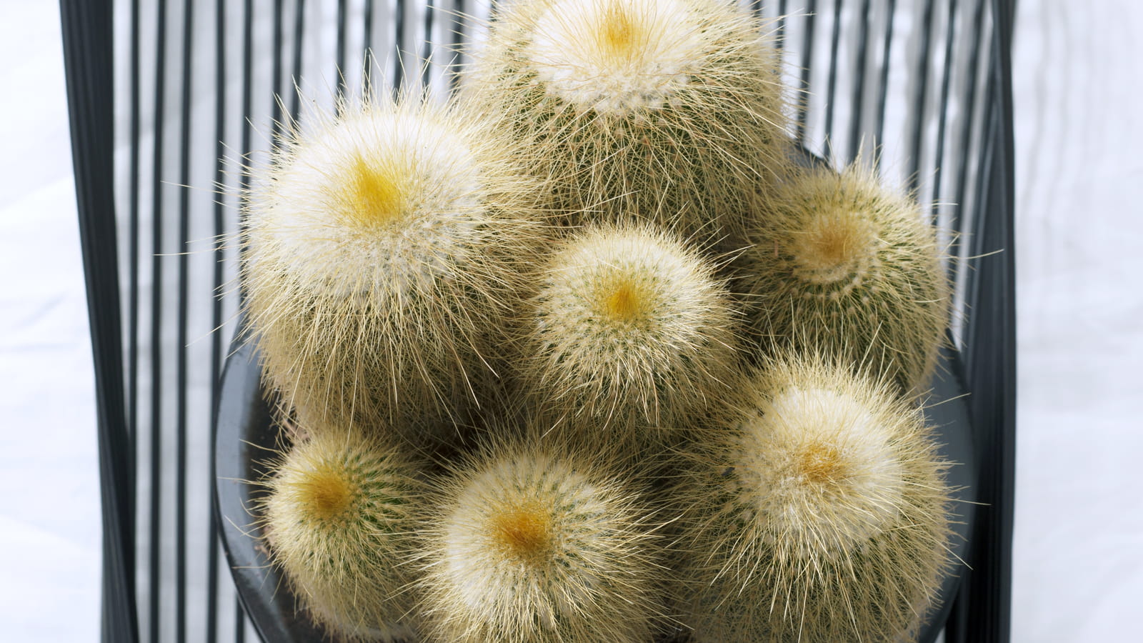 Notocactus