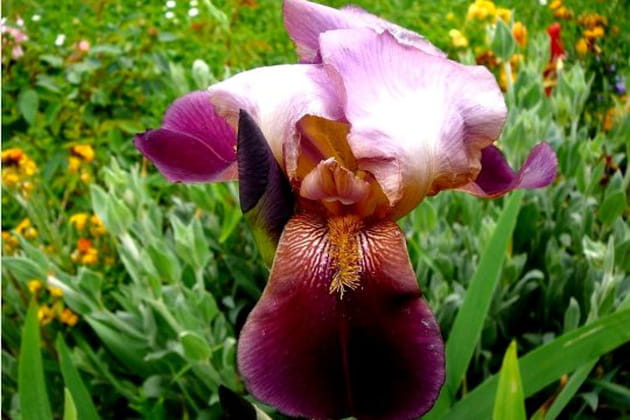 Sublimes iris éphémères