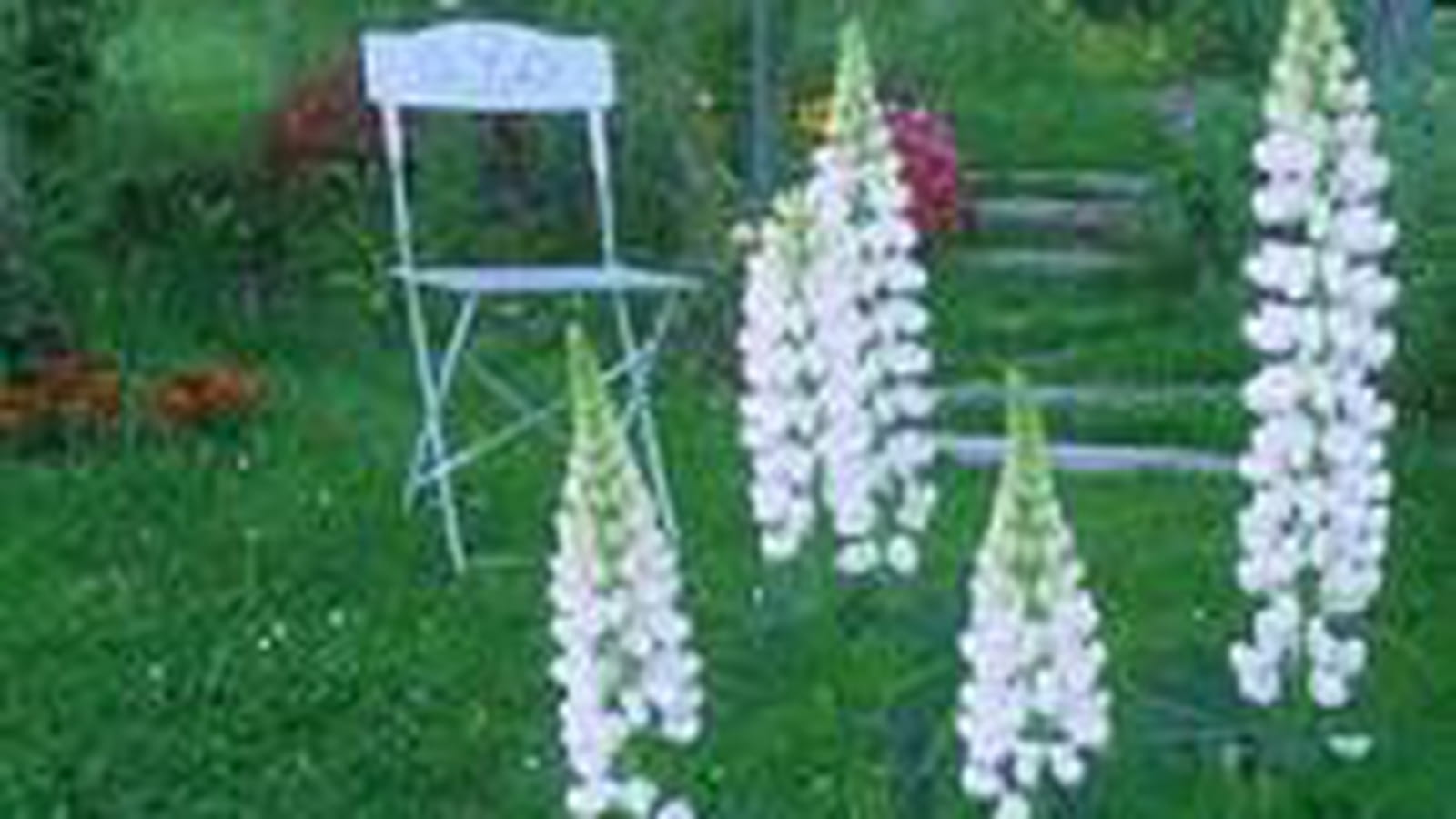 Lupins