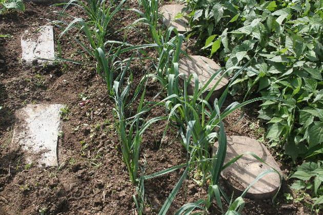 Des lignes de poireaux