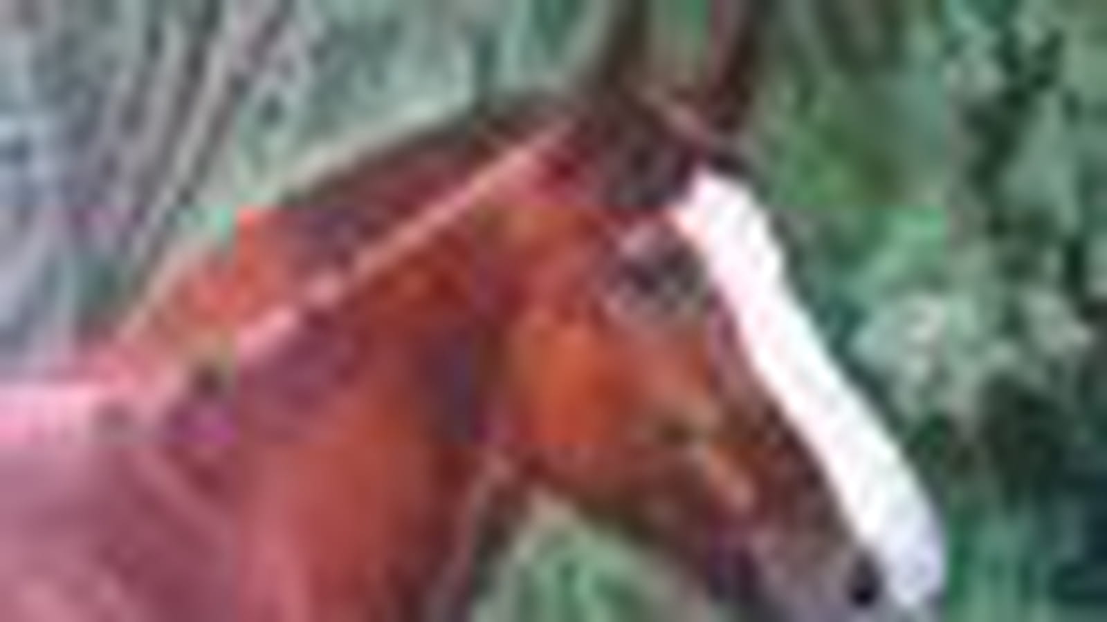 Cheval