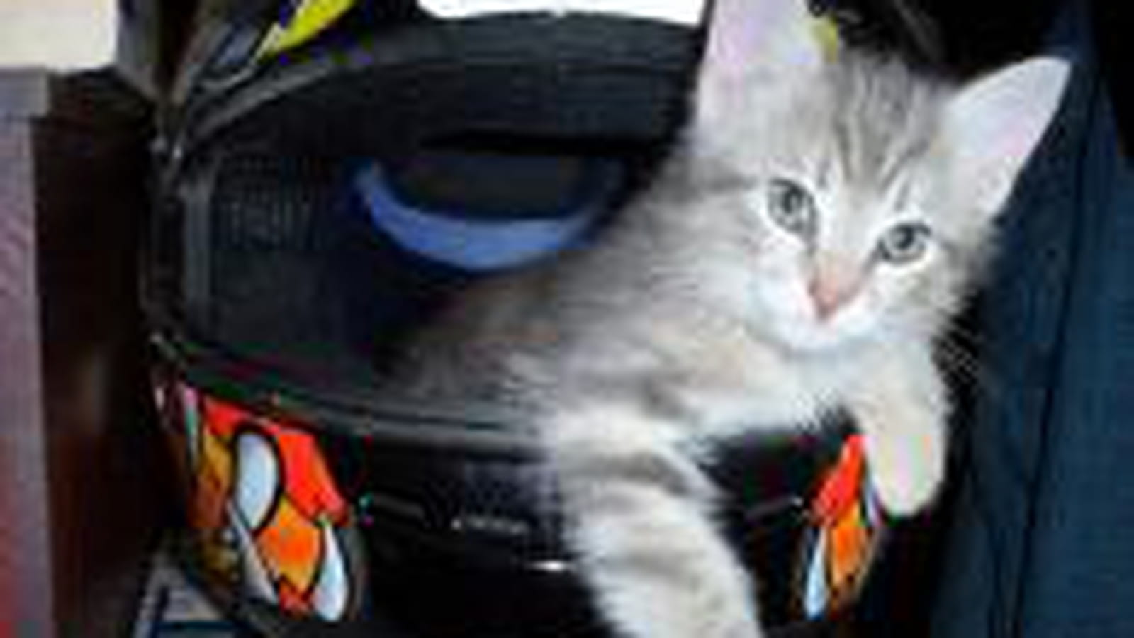 Motard