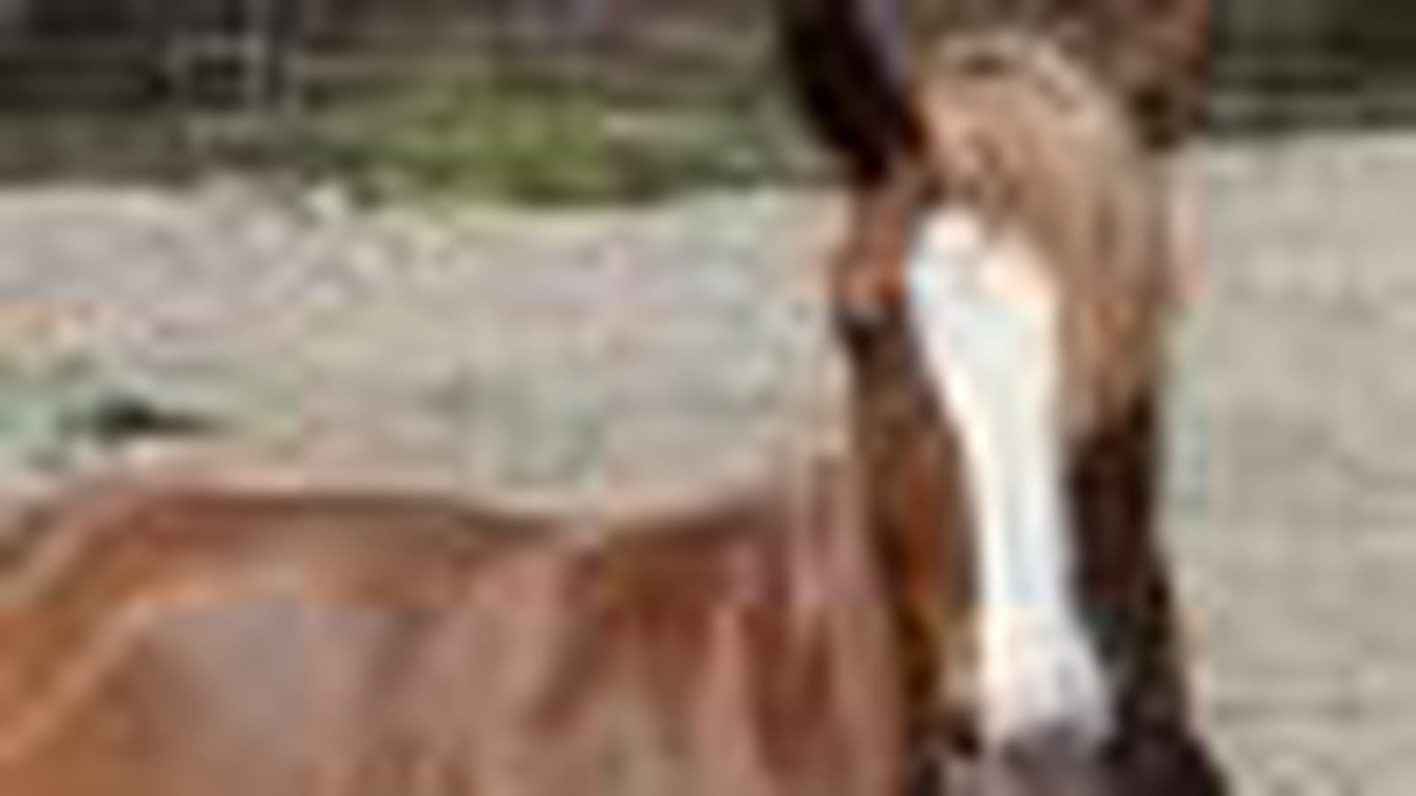 Coupe de chevaux