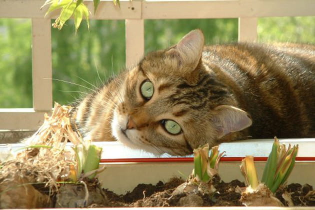 Bibou les yeux verts