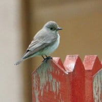 jerome morin photo 3