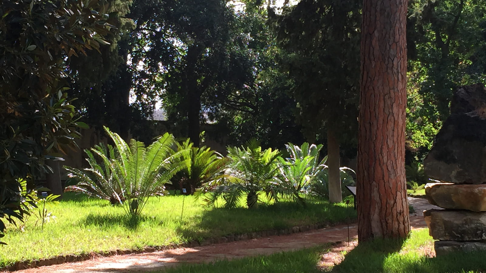 Cycas