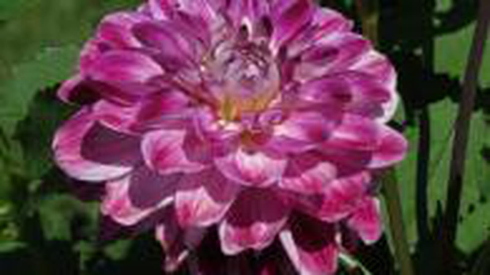 Dahlia violet