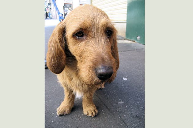 Un basset originaire de l'ouest de la France