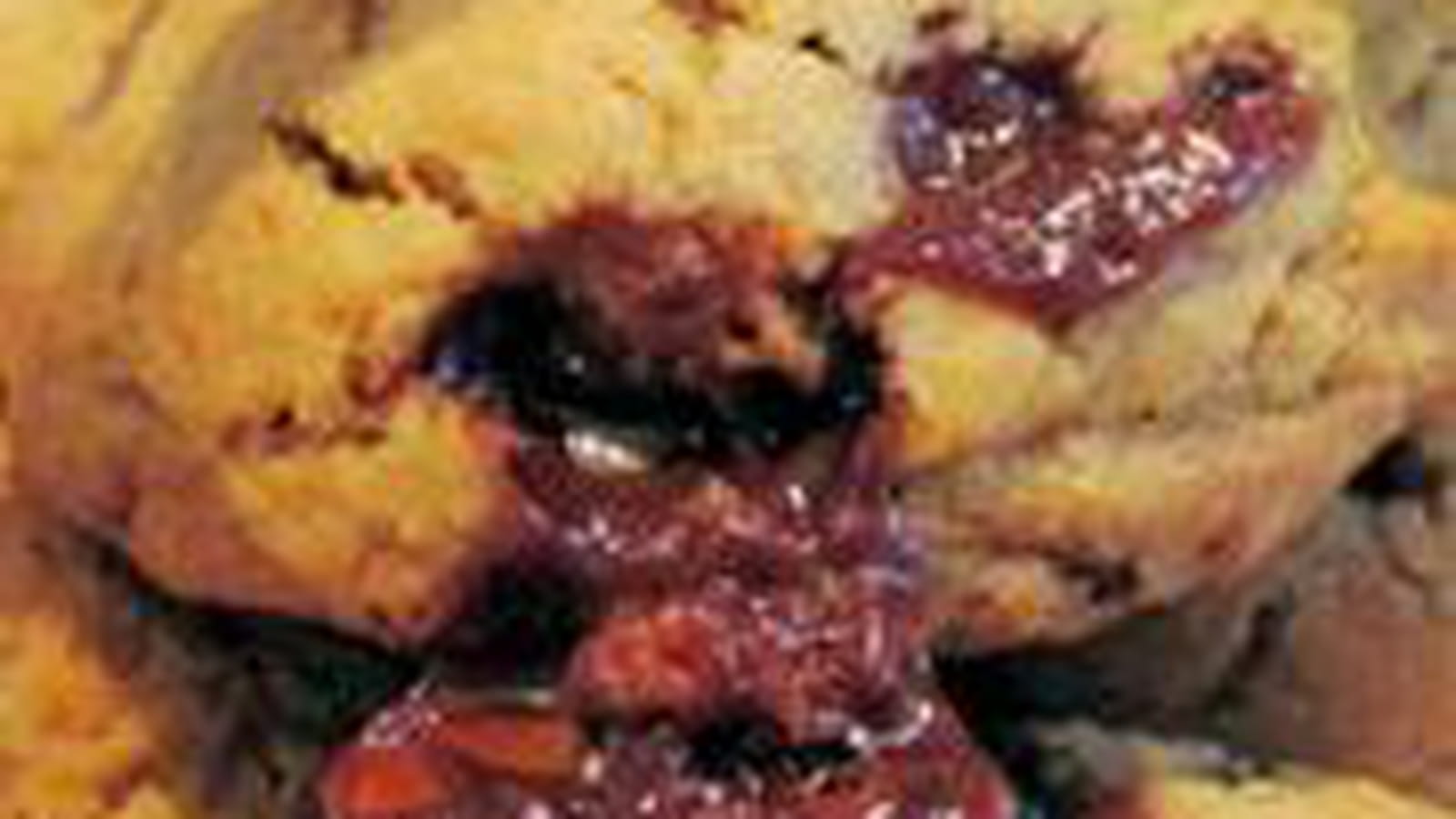 Cookies aux carambars