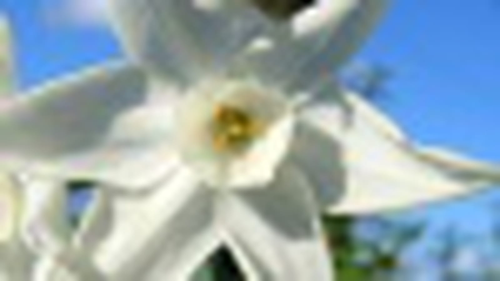 Narcisses et ciel breton