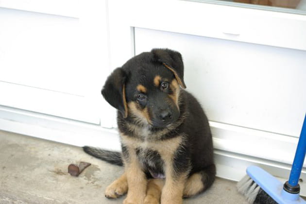 Panache, un adepte de la balan&ccedil;oire