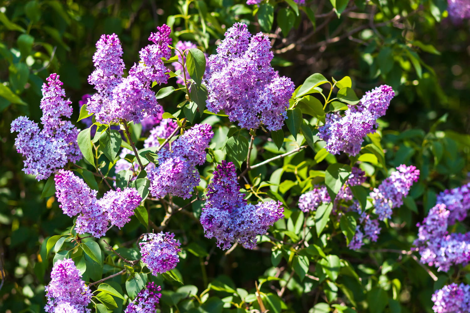 Lilas : bien planter et entretenir l'arbuste à belle floraison