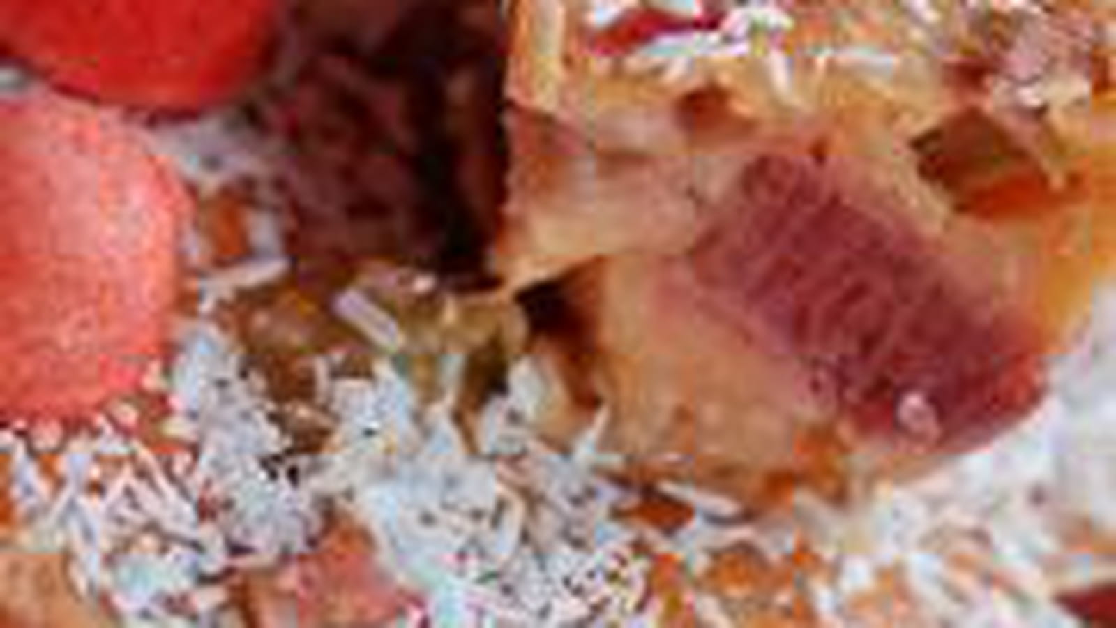 Clafoutis rhubarbe, coco et tagada