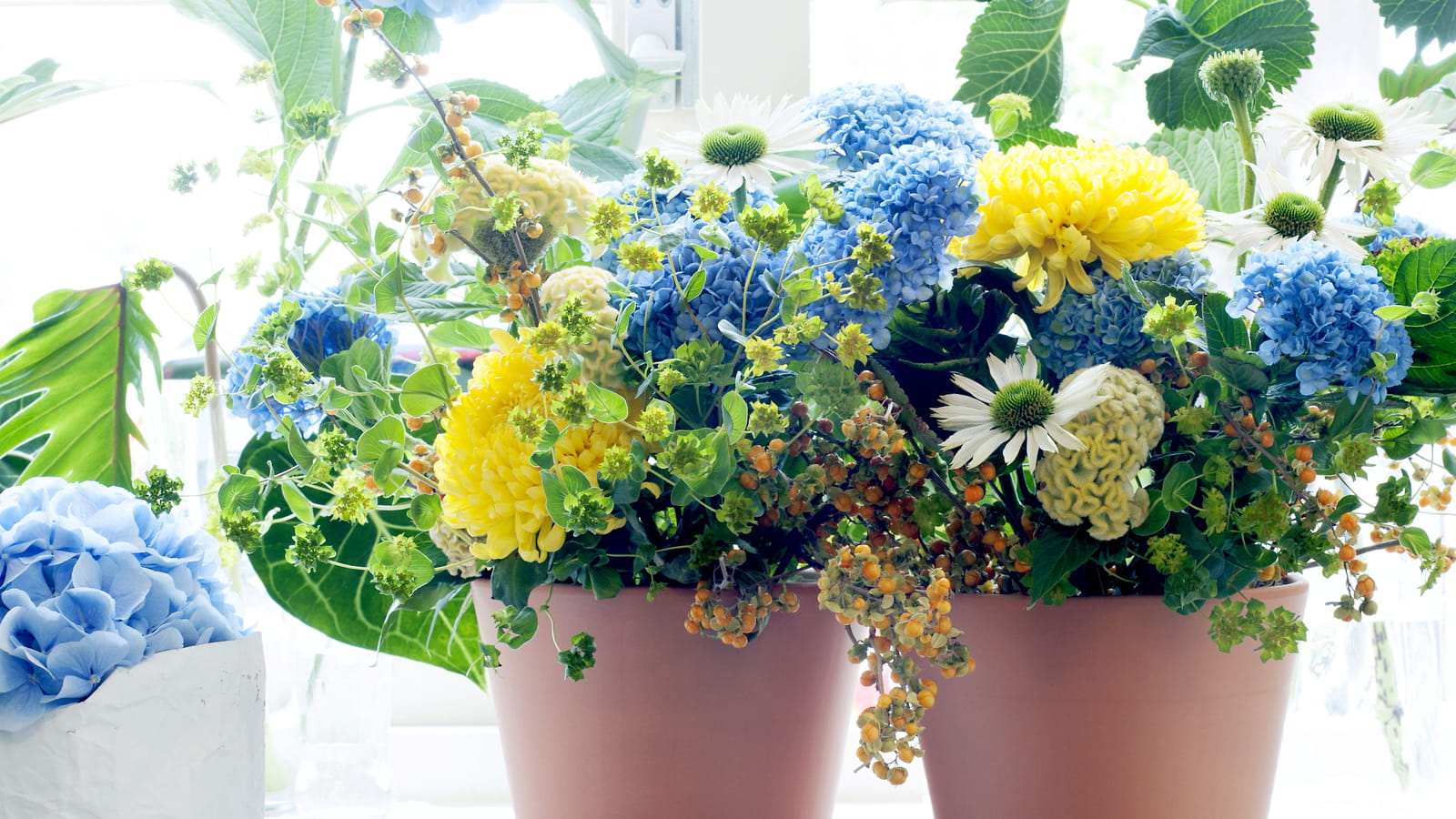 Duo chrysanthème-hortensia
