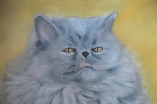 Un chat de caract&egrave;re