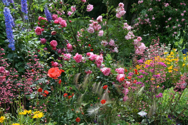 Fleurs &agrave; foison
