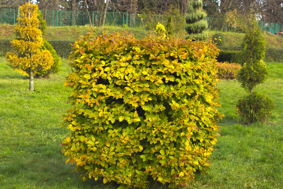 Charme : planter, entretenir, tailler et multiplier