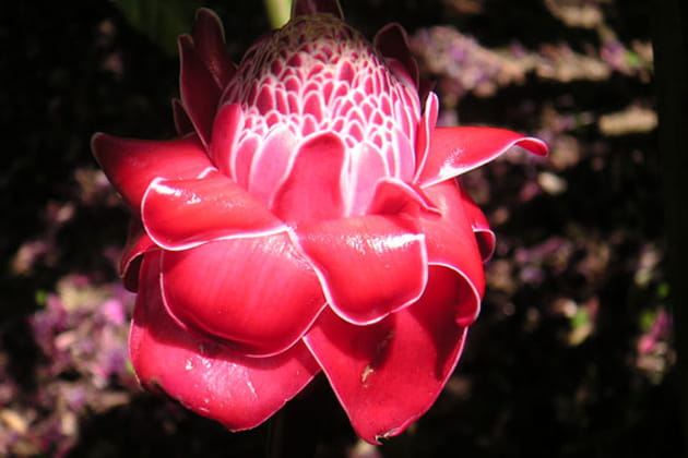 Artichaud rose en caoutchou ?