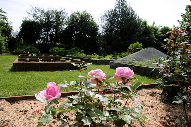 Oh les jolies roses&nbsp;!