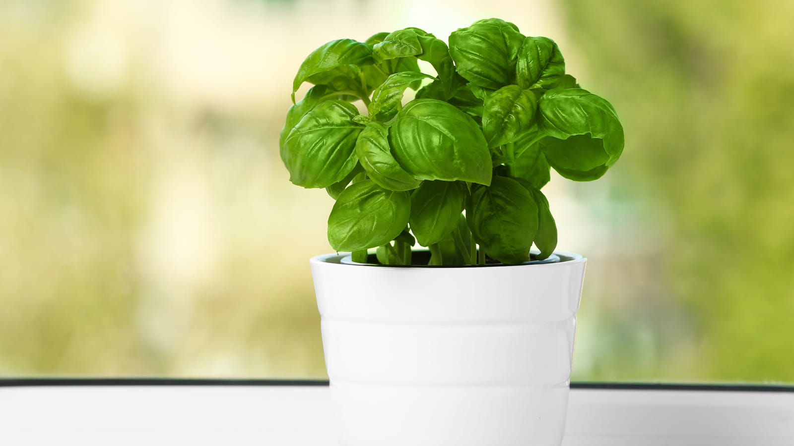 Basilic en pot