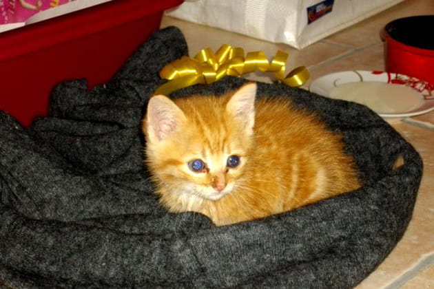 Dora, une exploratrice merveilleuse