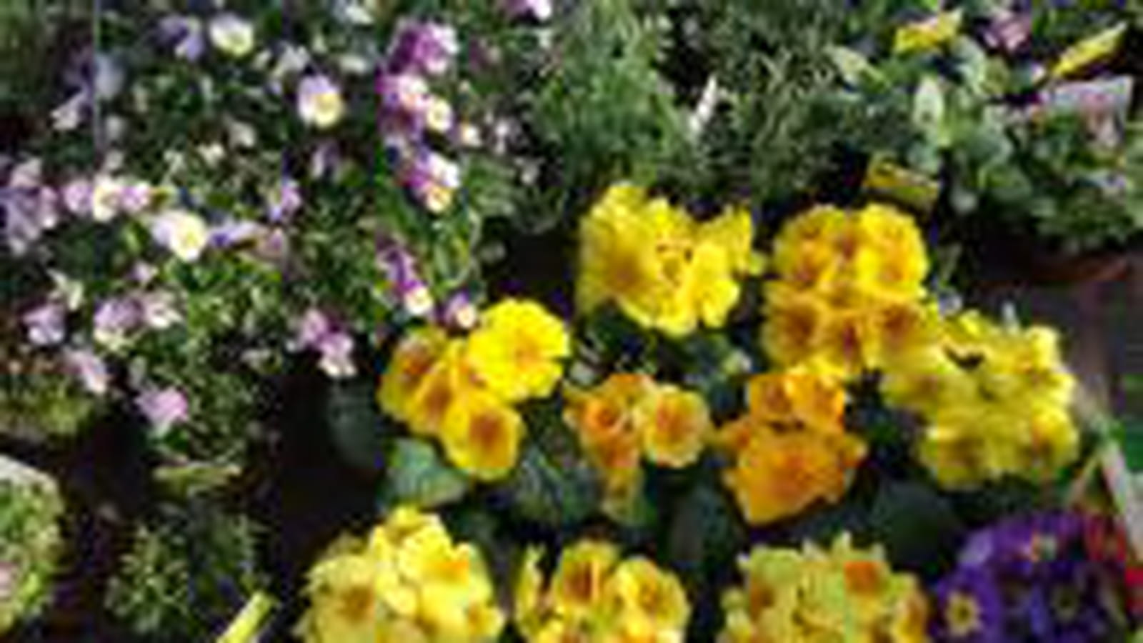 Plants de fleurs