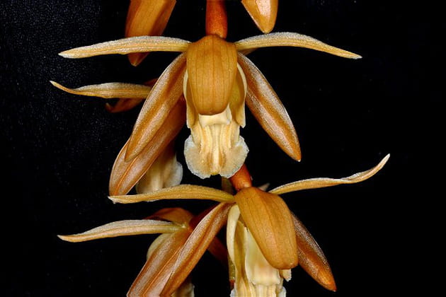 Coelogyne buennemeyeri très aérien