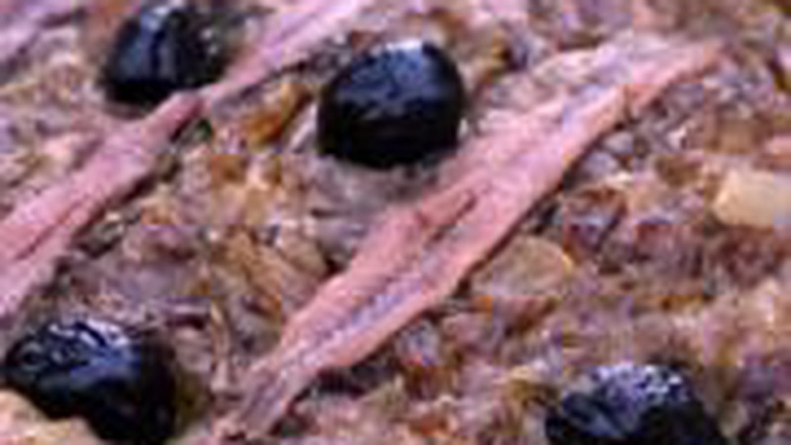 Pissaladière