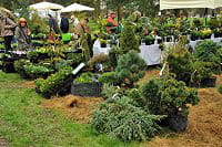 botaniques chãšvreloup â© f g grandin mnhn