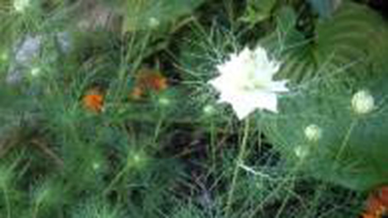 Nigelles de Damas
