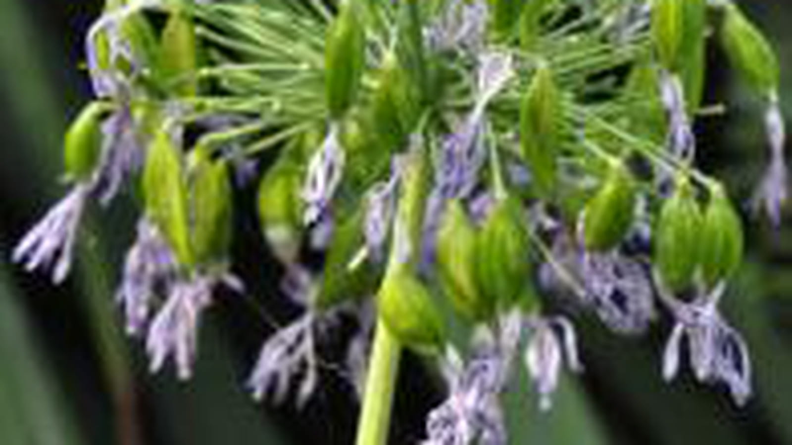 Agapanthus