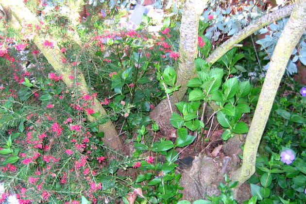 Un hortensia squatteur