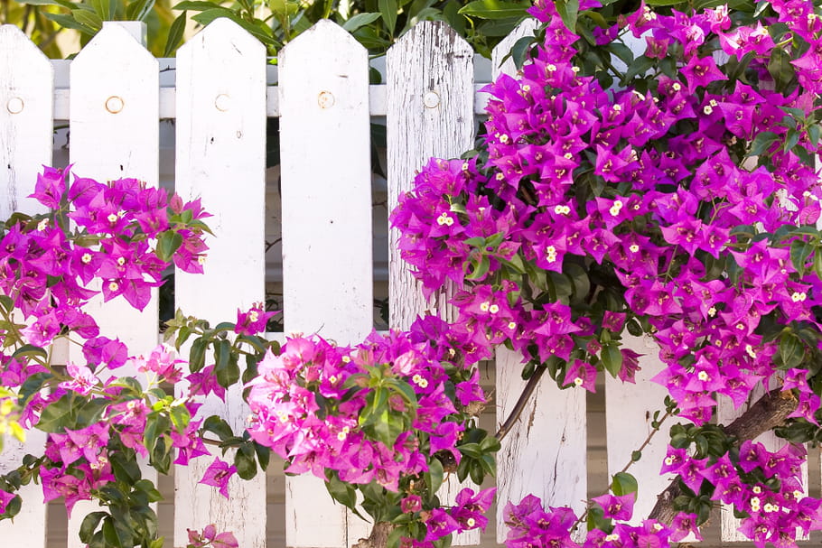 Bougainvillier