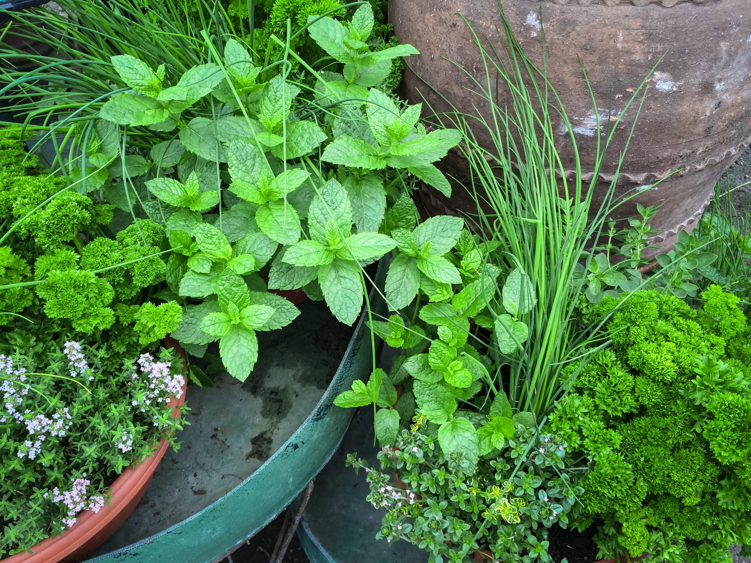 Plantes Aromatiques Liste Et Fiches Pour Cultiver Les Herbes Aromatiques