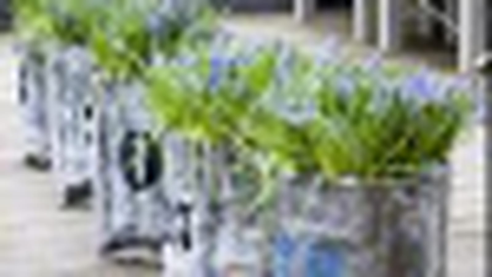 Muscari