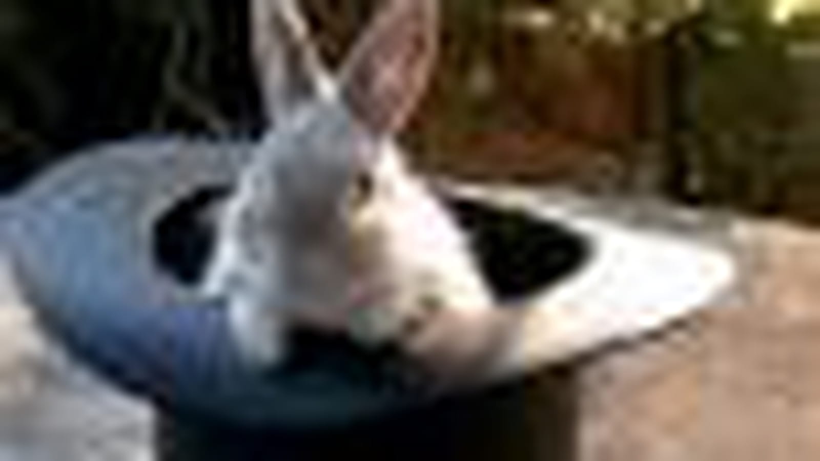 Le lapin