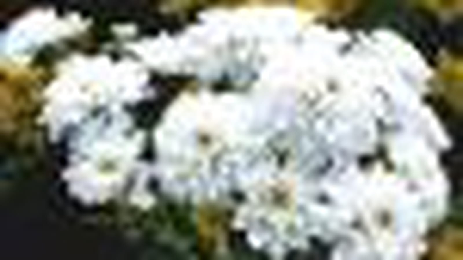 Bouquet du jardin