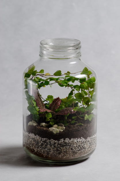 Terrarium de Little Big Forest