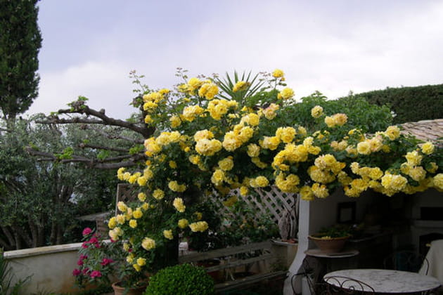 Pour le parfum enivrant