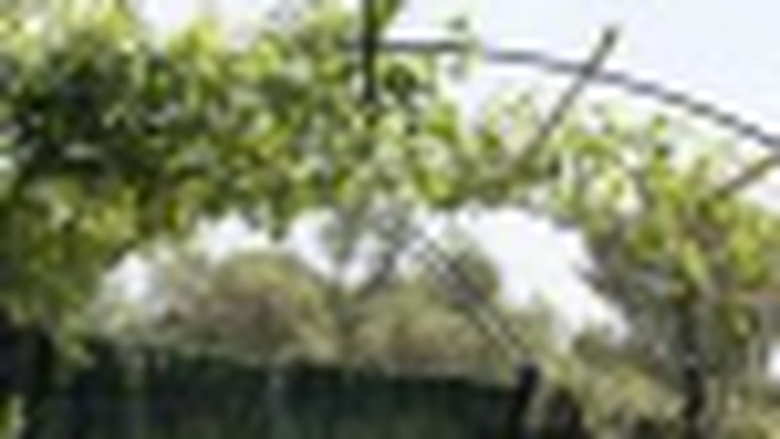 Pergola