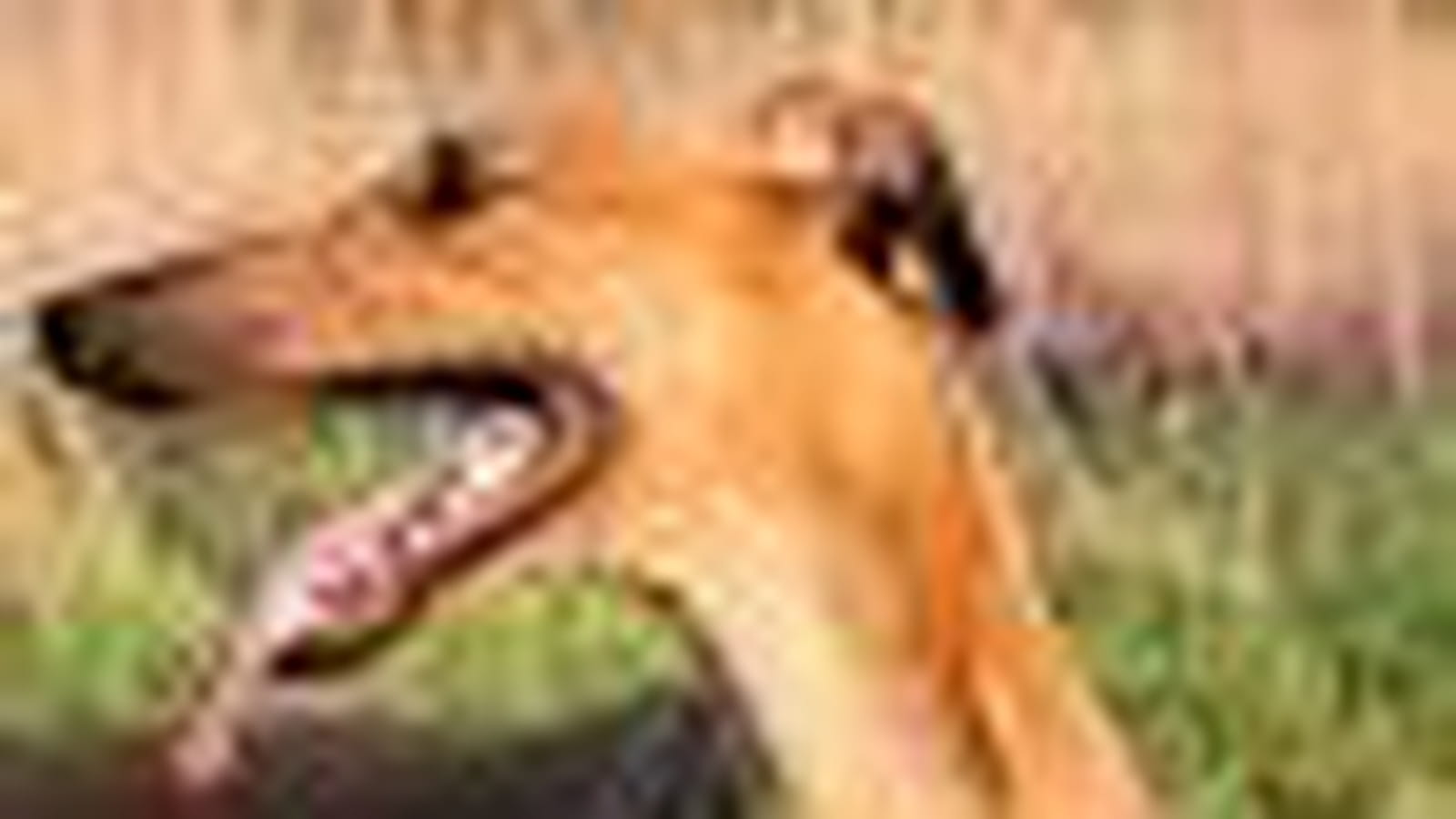 Greyhound