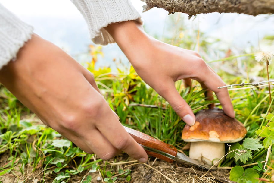 Cueillette des champignons : pic d'intoxications et de cas graves