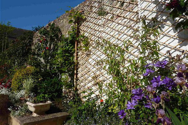 Des plantes pour cacher le mur