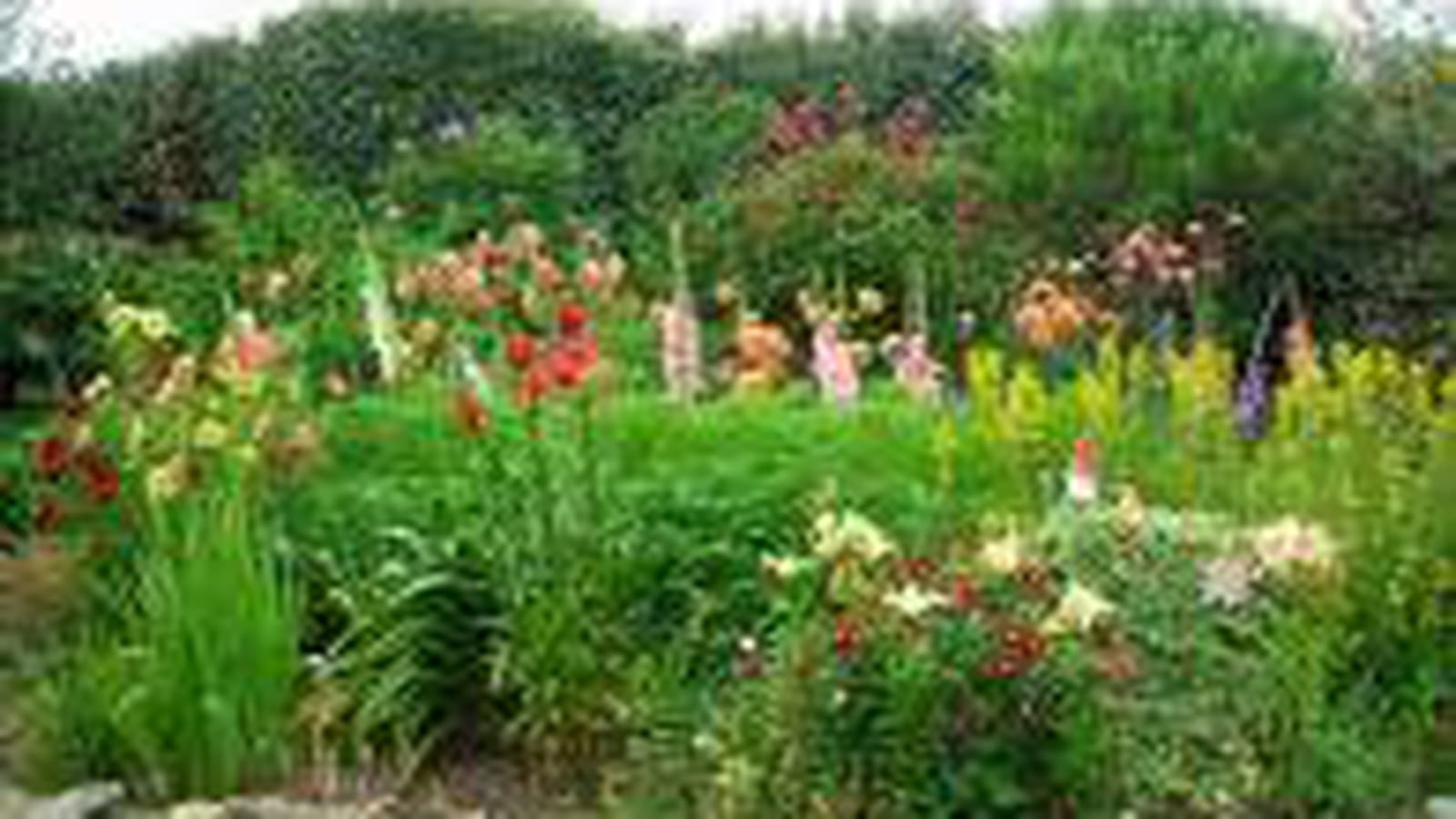 Des fleurs bretonnes
