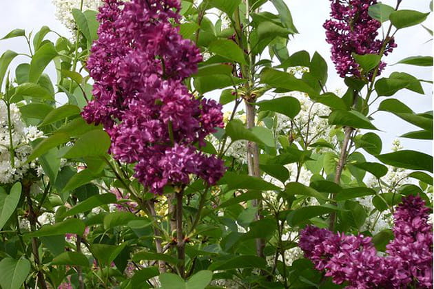 Des effluves de lilas